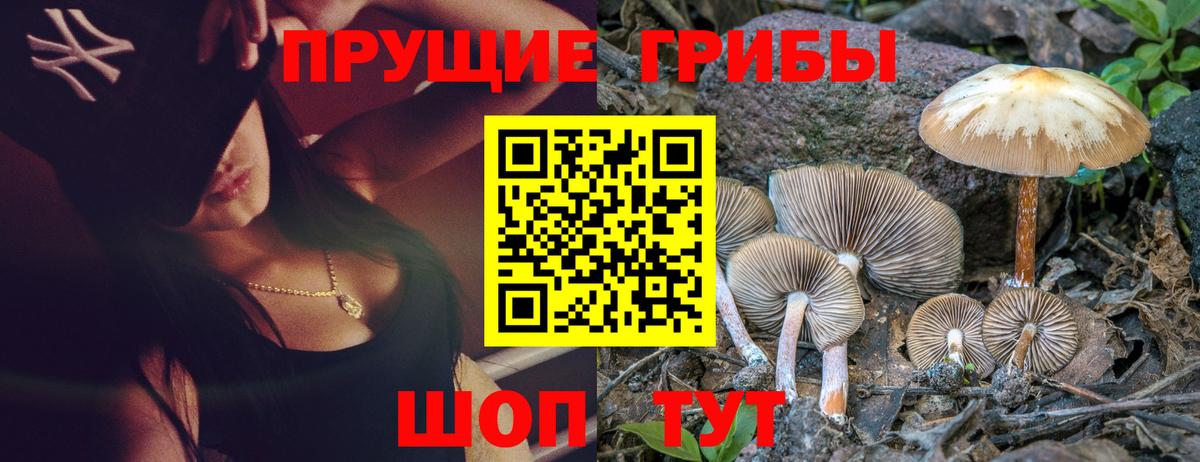 Галлюциногенные грибы Psilocybe Березники